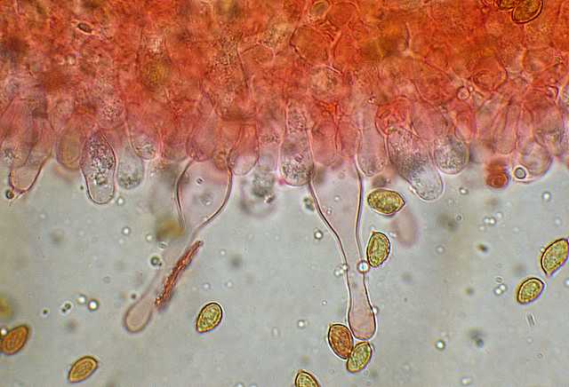 Galerina spec. Cod.DSCN 9149